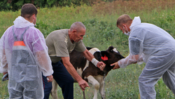 Ракитянские ветеринары приступили к завершающей стадии вакцинации животных от бешенства