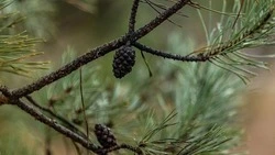 Лесники начали сбор сосновых семян в Белгородской области