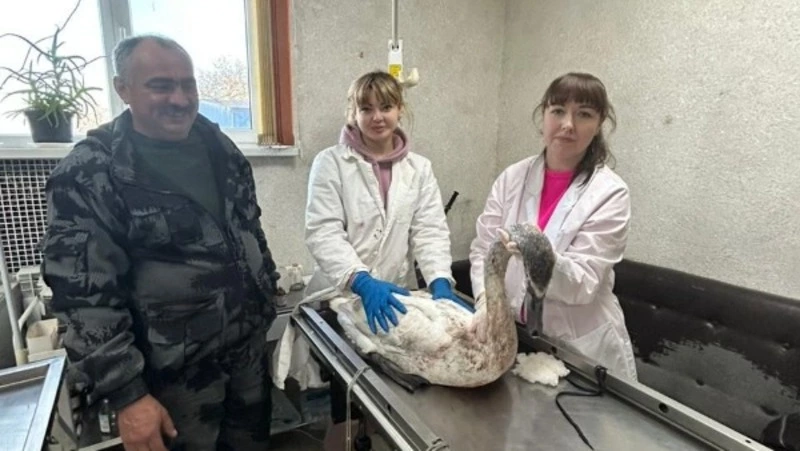Ракитянские ветврачи спасли лебедя