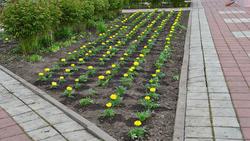 Поселковая и сельские администрации Краснояружского района высадят около 140 тысяч цветов