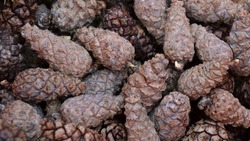 Краснояружские лесники продолжат заготавливать семена
