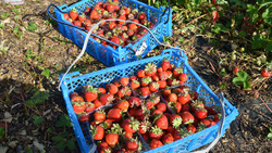 Краснояружские фермеры Рубаненко планируют собрать до 5 тонн садовой земляники