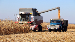 Осенняя страда близится к завершению. Аграрии района приступили к уборке кукурузы