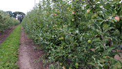 Садоводы Ракитянского района высадят саженцы плодовых деревьев на 11 гектарах