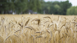 Урожайность озимой пшеницы и кукурузы в Краснояружском районе превысила 60 ц/га