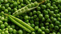 Компания Bonduelle запустила производство замороженной продукции в Белгородской области