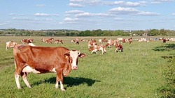 Ракитянские животноводы переведут коров на пастбищное содержание