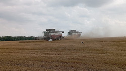 Краснояружские аграрии убрали поля с озимой пшеницей на 38%