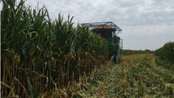 Ракитянские аграрии приступили к уборке поздних зерновых и технических культур