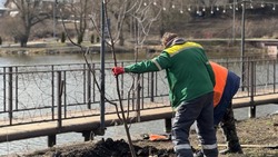 Работники предприятия «Благоустройство» приступили к озеленению Ракитянского района