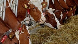 Белгородские власти помогут мобилизованным мужчинам продать домашний скот
